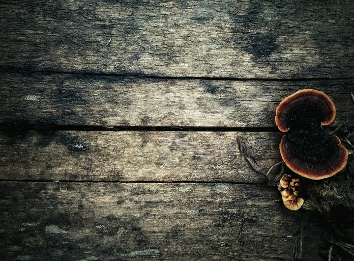 wood