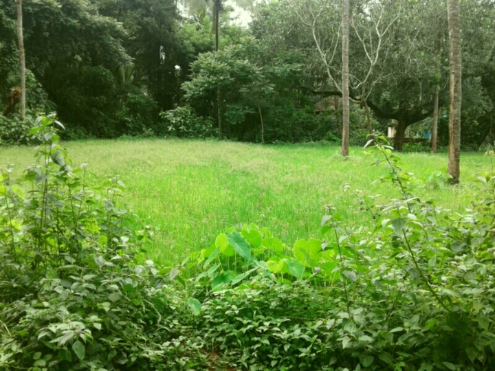 green forever