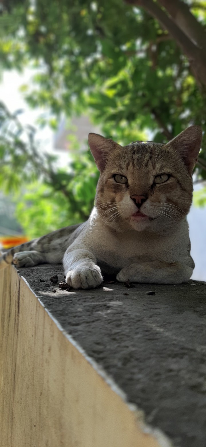 cat