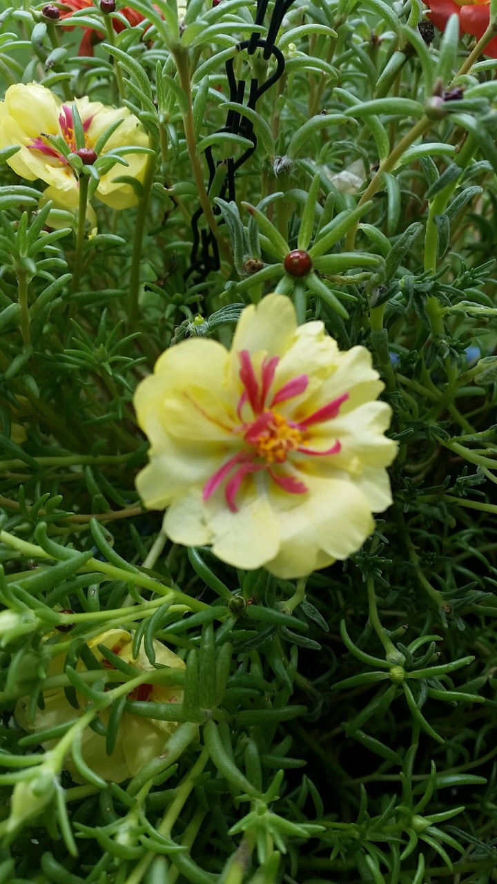 Portulaca