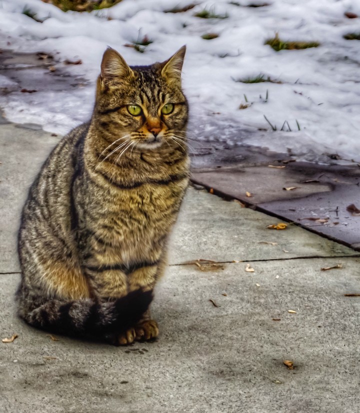 kedi