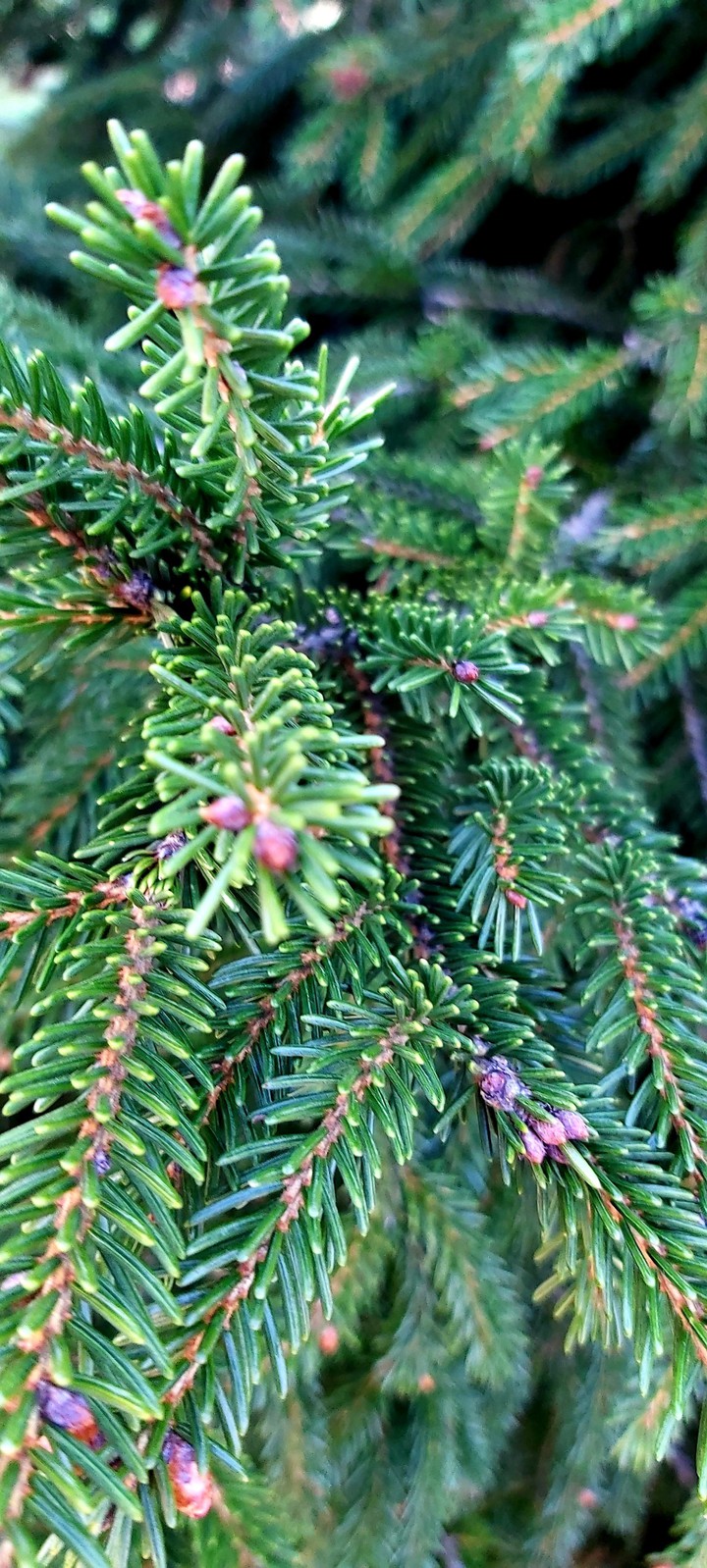 treelove