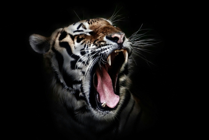 the tiger