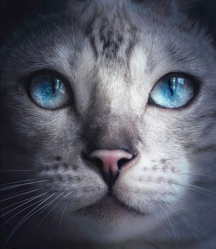 meow