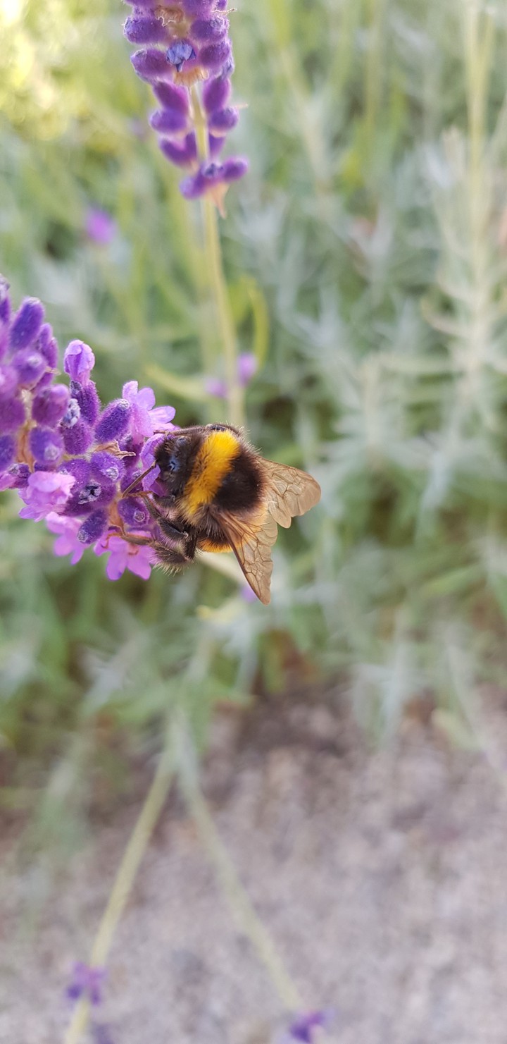 bee