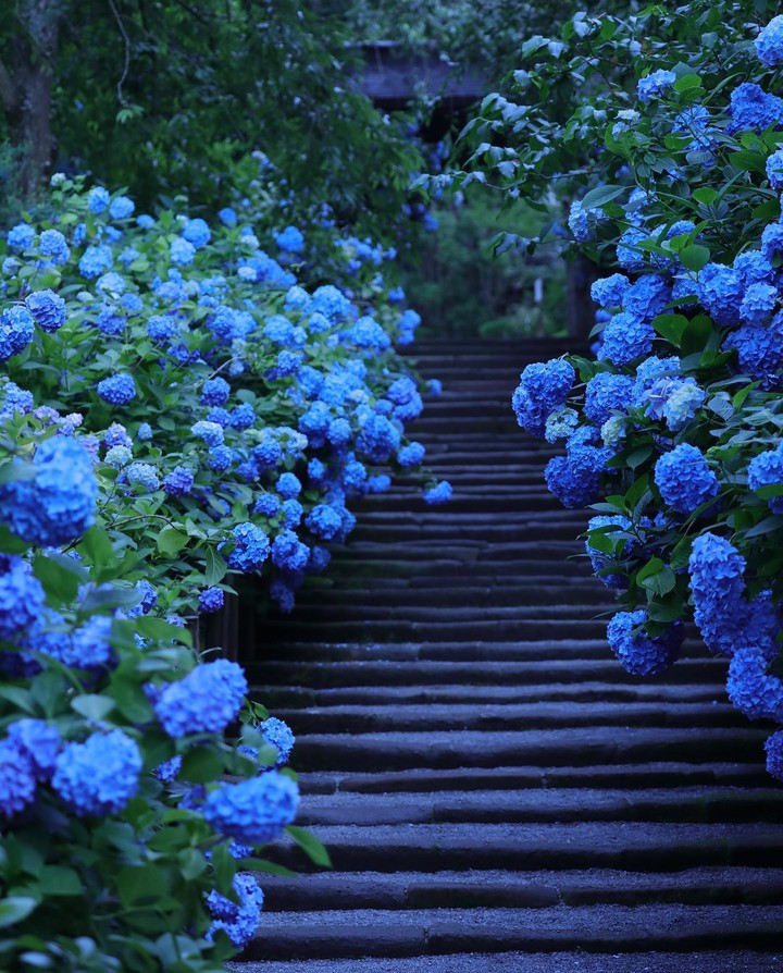 ~•°•°✿❀✿❀✿❀✿❀•°•°~