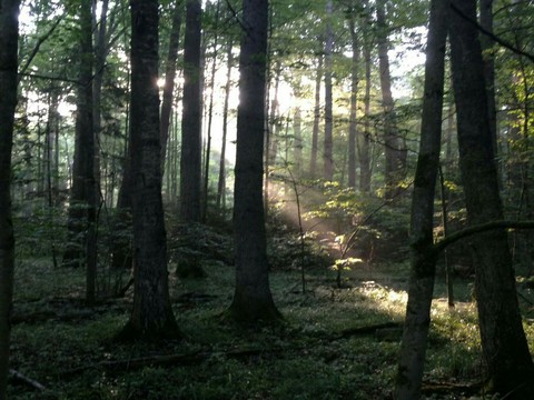 Forest