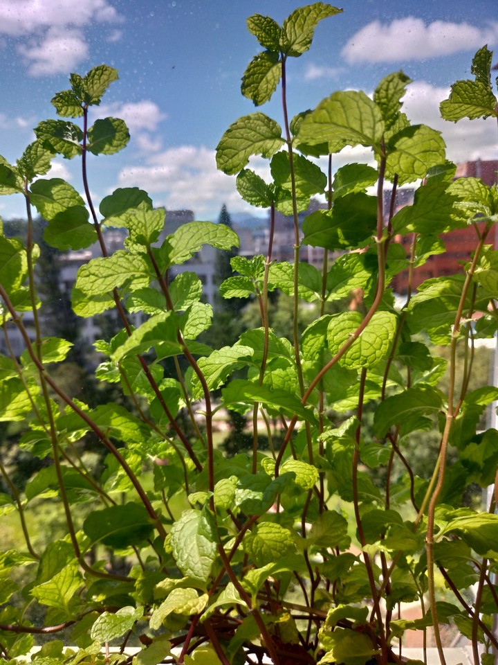 A green so vibrant!!