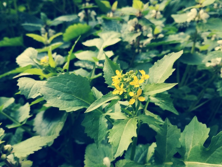#spring