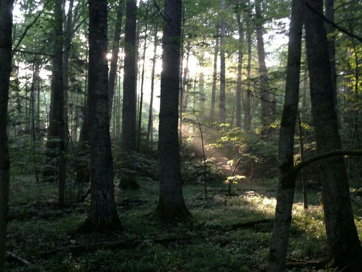 Forest