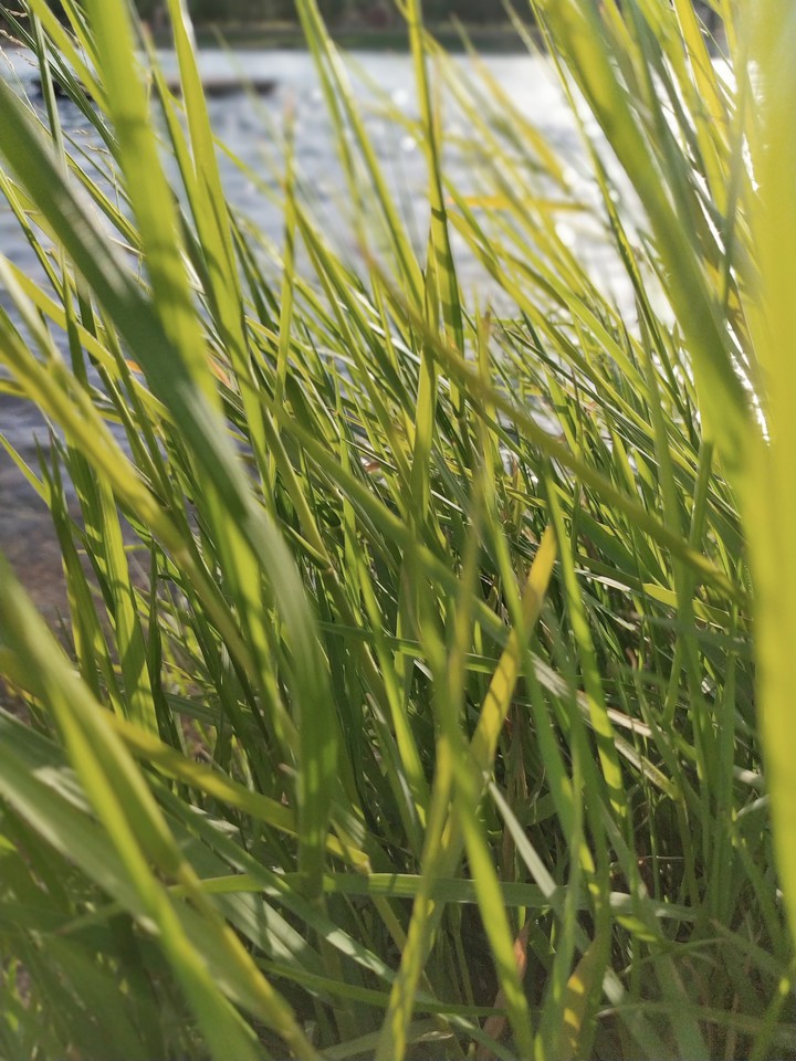 RIVER