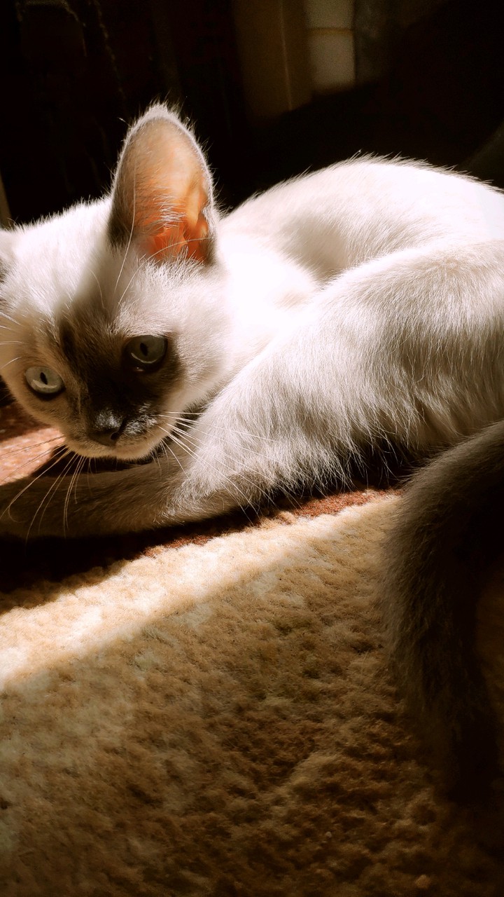 cozy cat