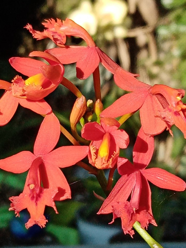 Epidendrum radicans