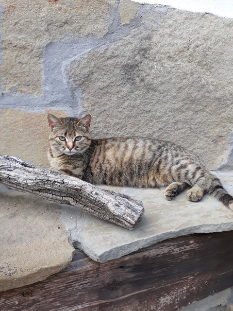 обои bengal, freetime