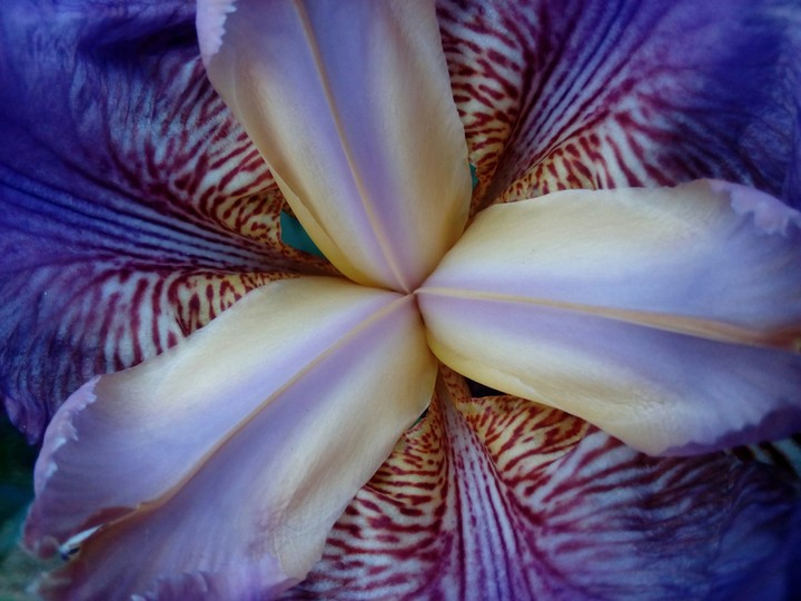 Blue flower blooming