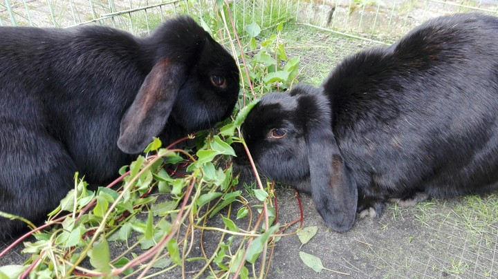 Bunnies