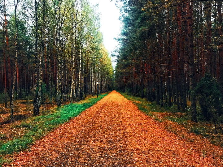 road in forest