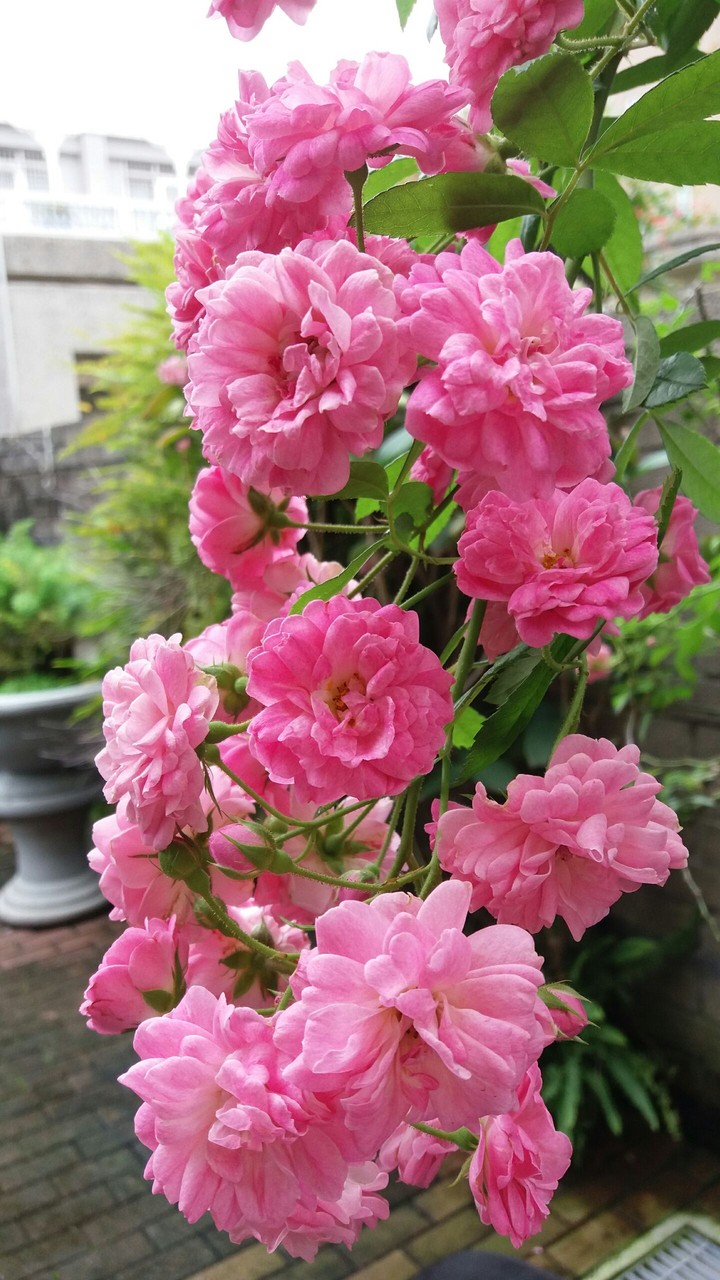 pink rose