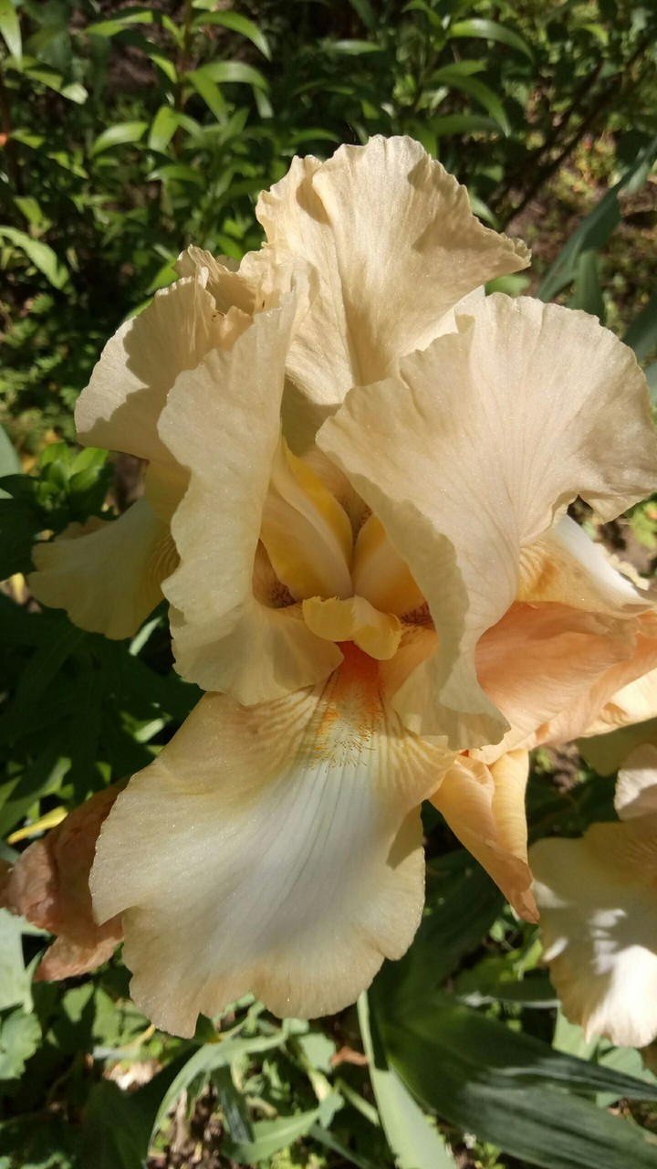 many flowers