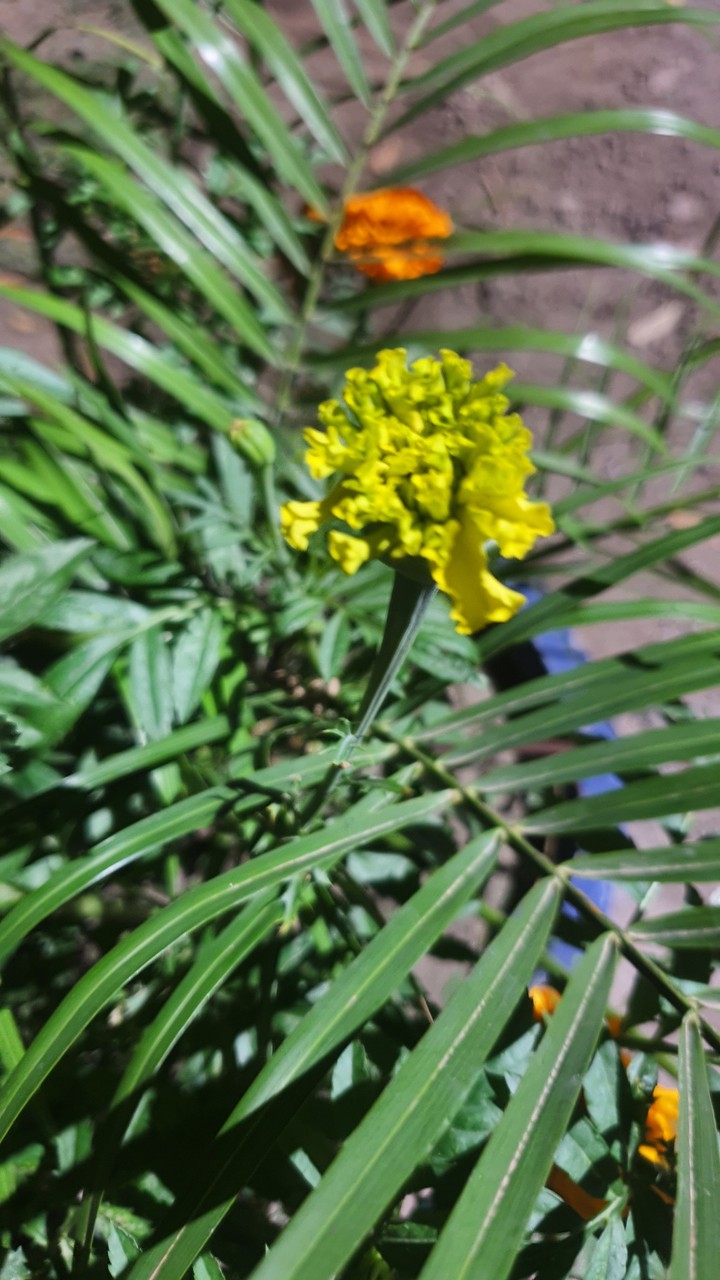 leaves
