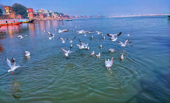 water birds... Varanasi Assi ghat