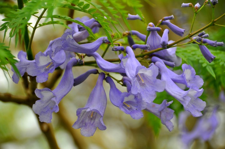 Jacaranda
