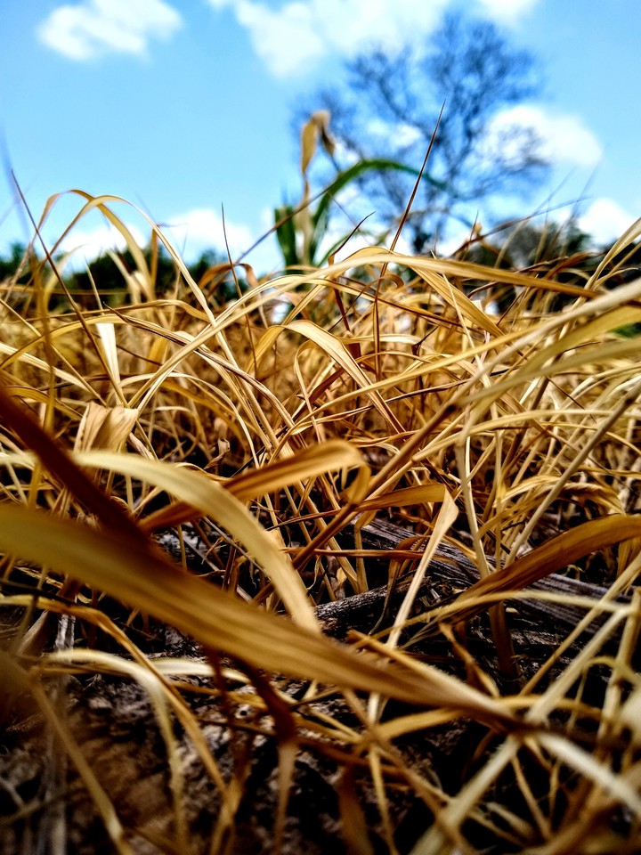 pasto