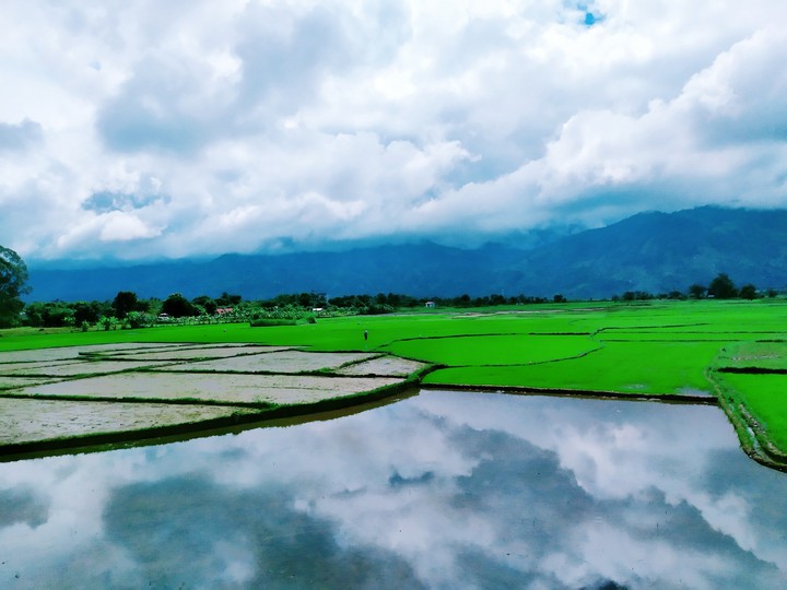 field