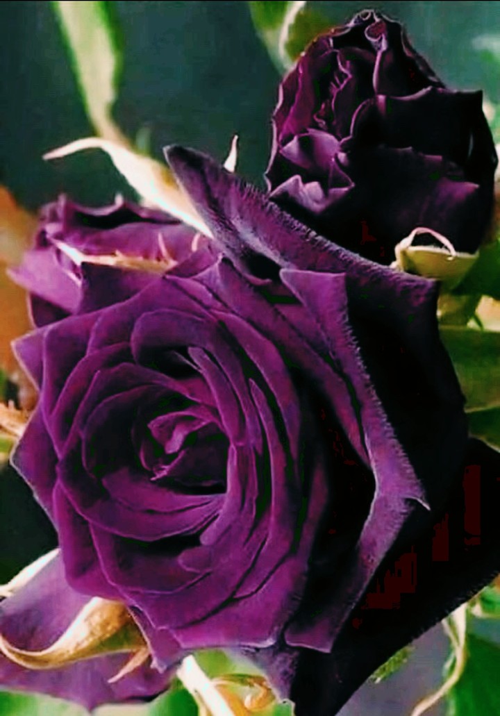dark Purple blossom