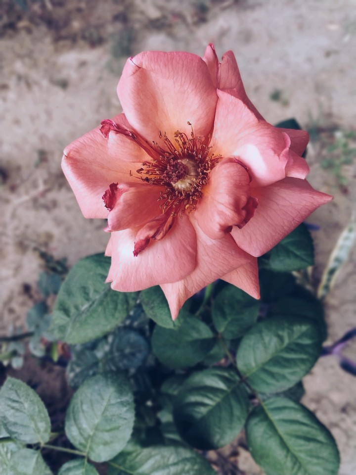 Pink RosE