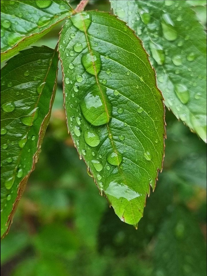 My Shot