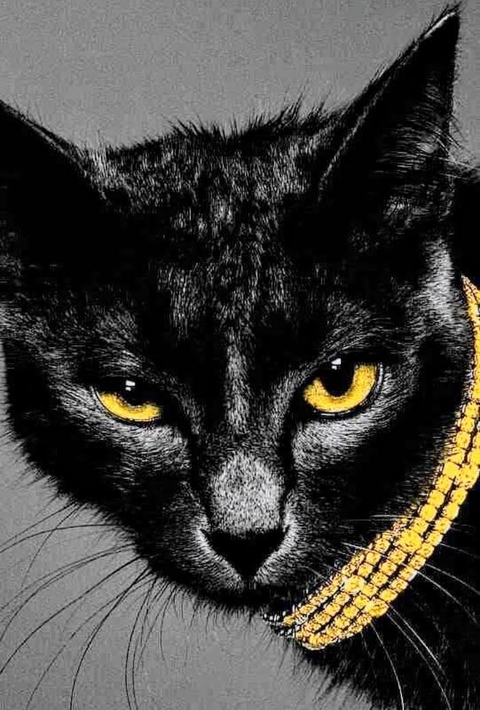 Cat, Black_cat, Felidae