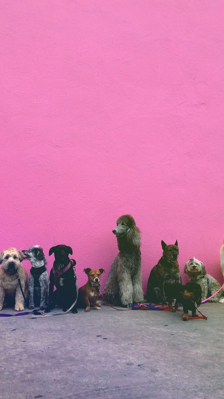 dog