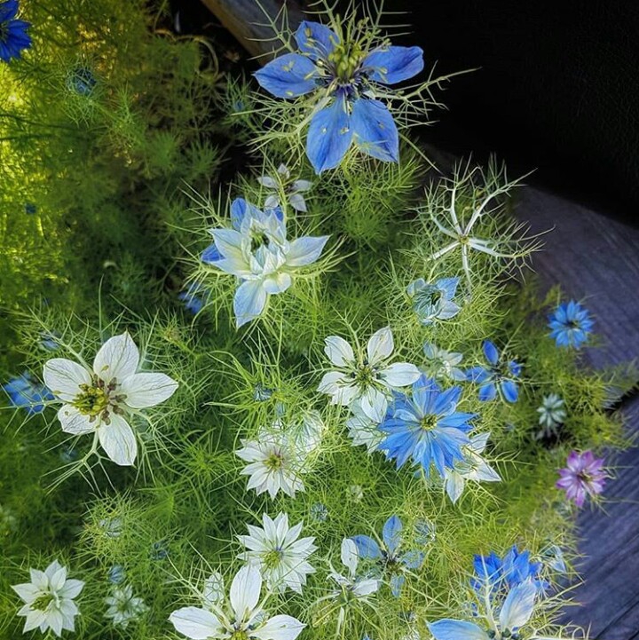 fleurs⭐⭐⭐