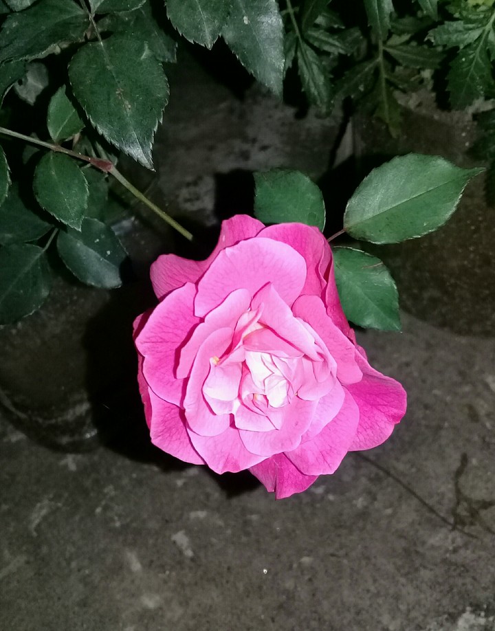 রাজকীয়