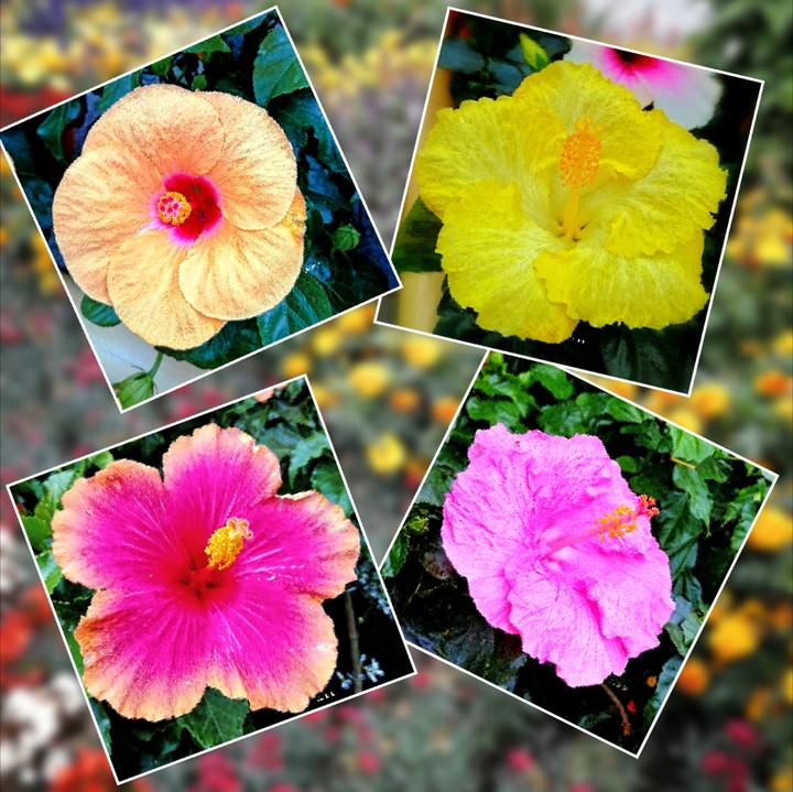 Hibiskus flower