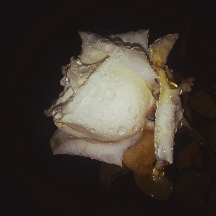 rose water