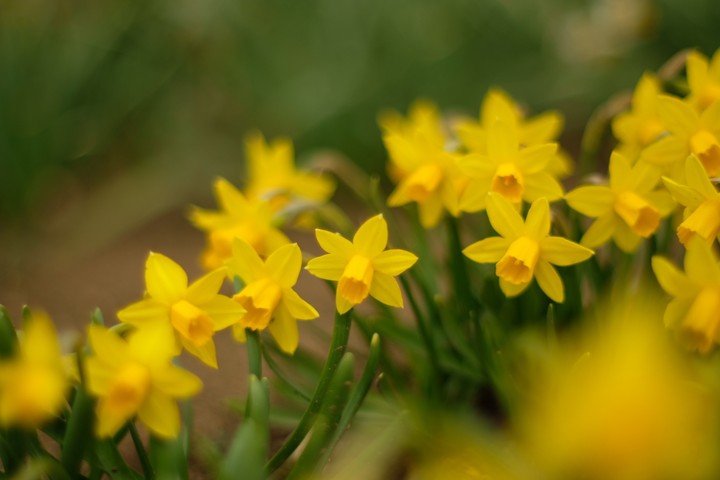 narcissus