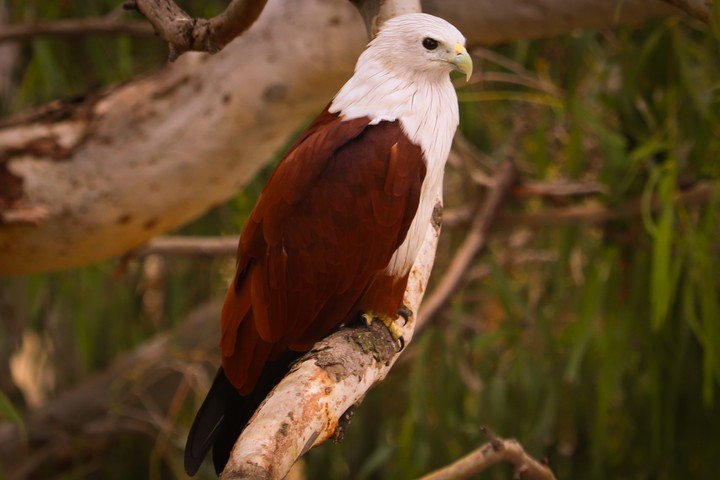 Kite