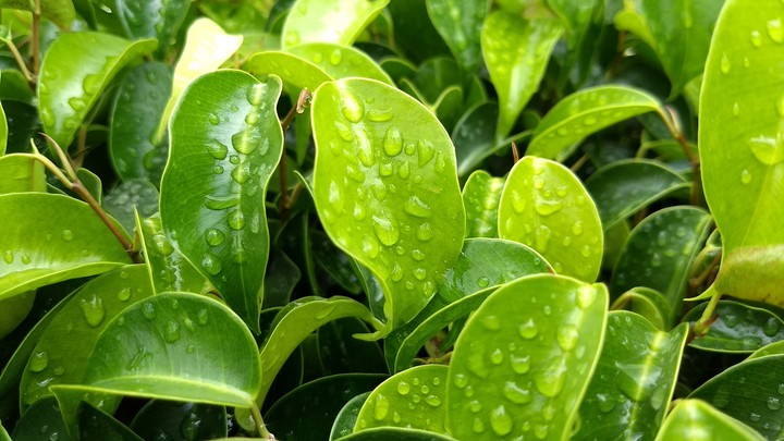 Nature