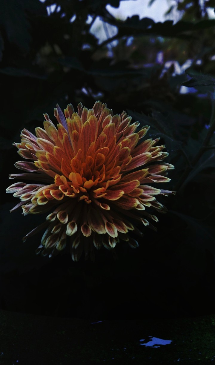 Dark