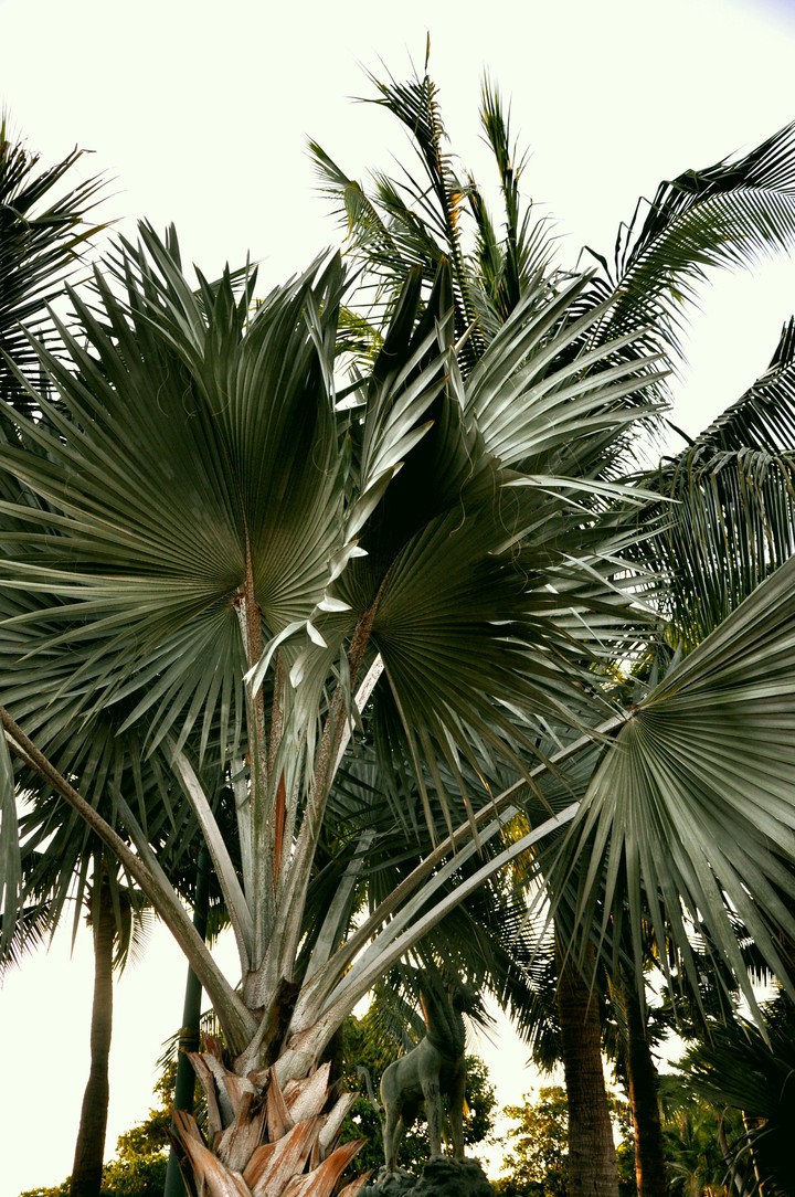 Palms