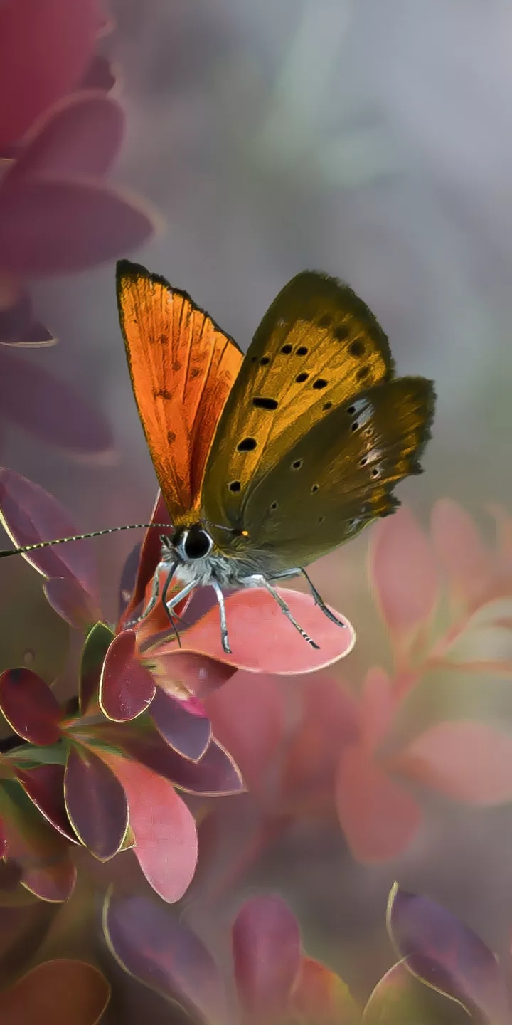 butterfly