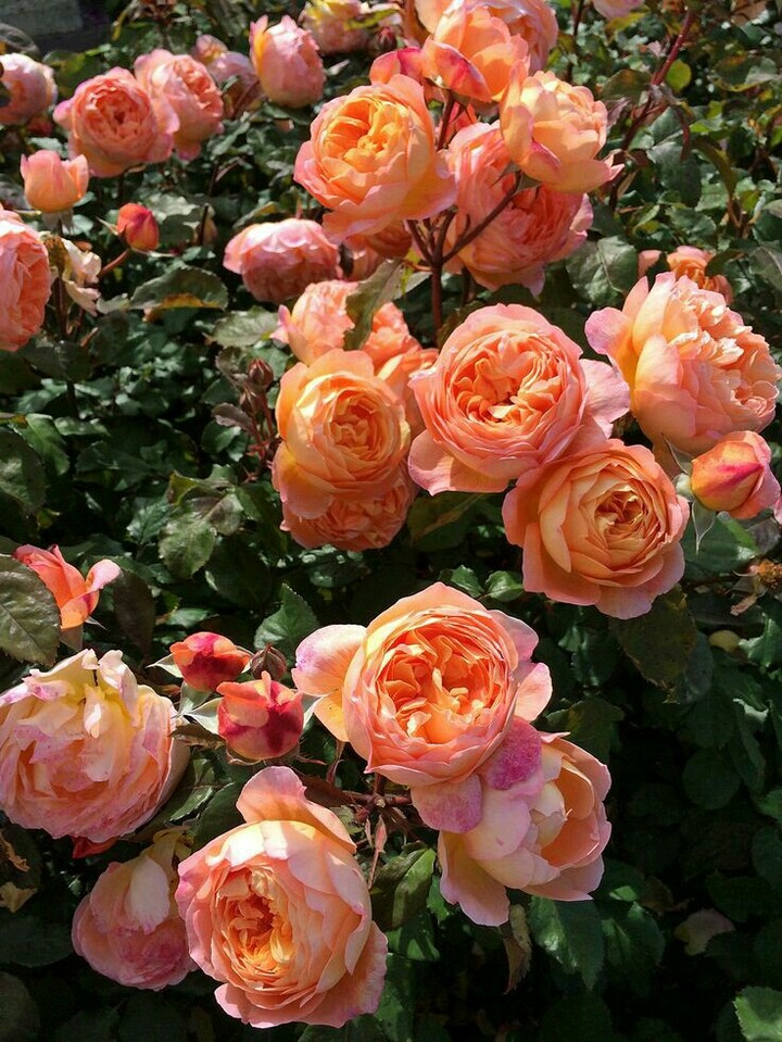 #Roses