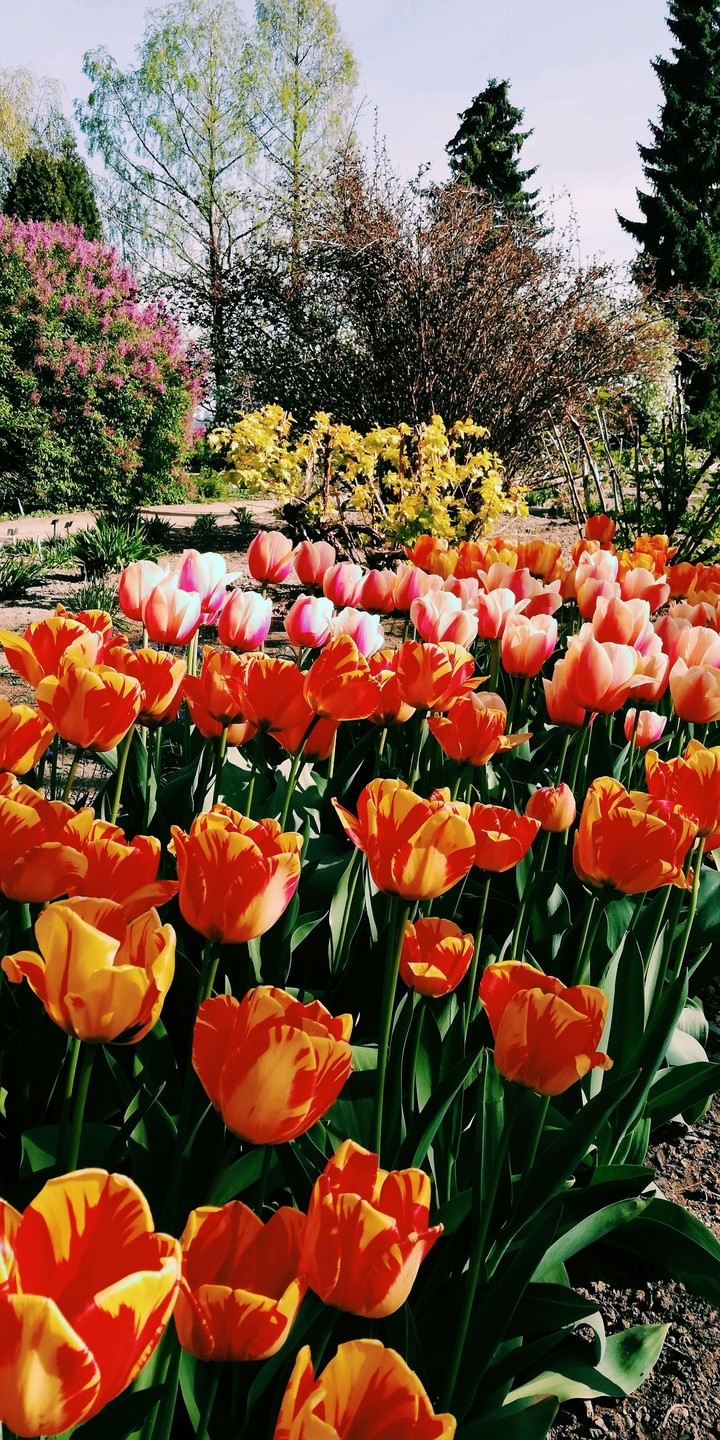 Tulips