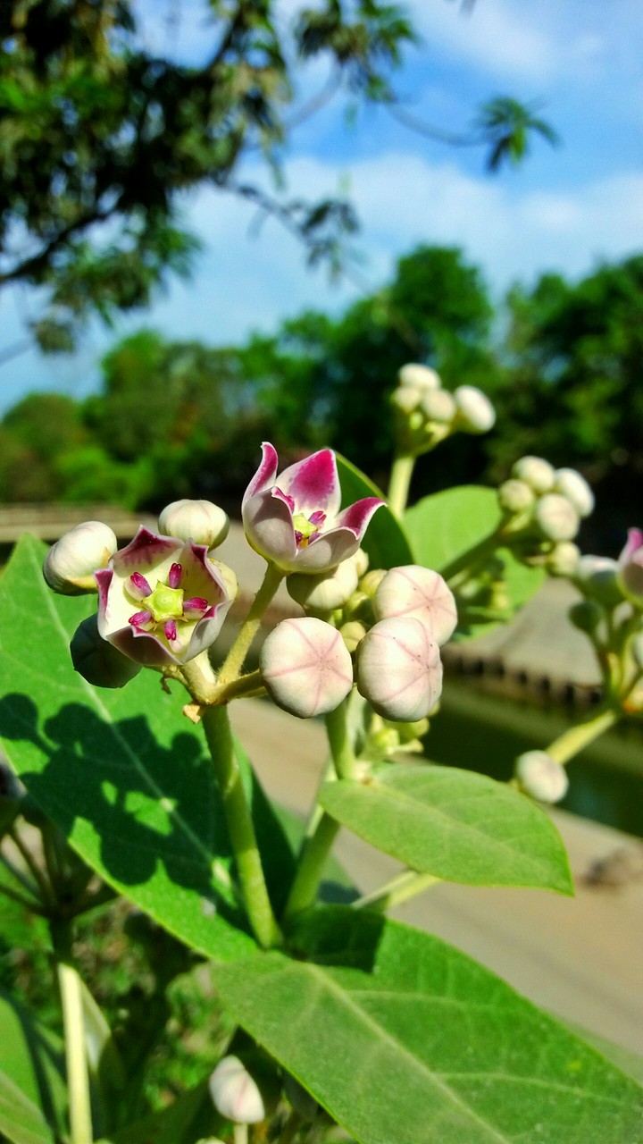 Flower