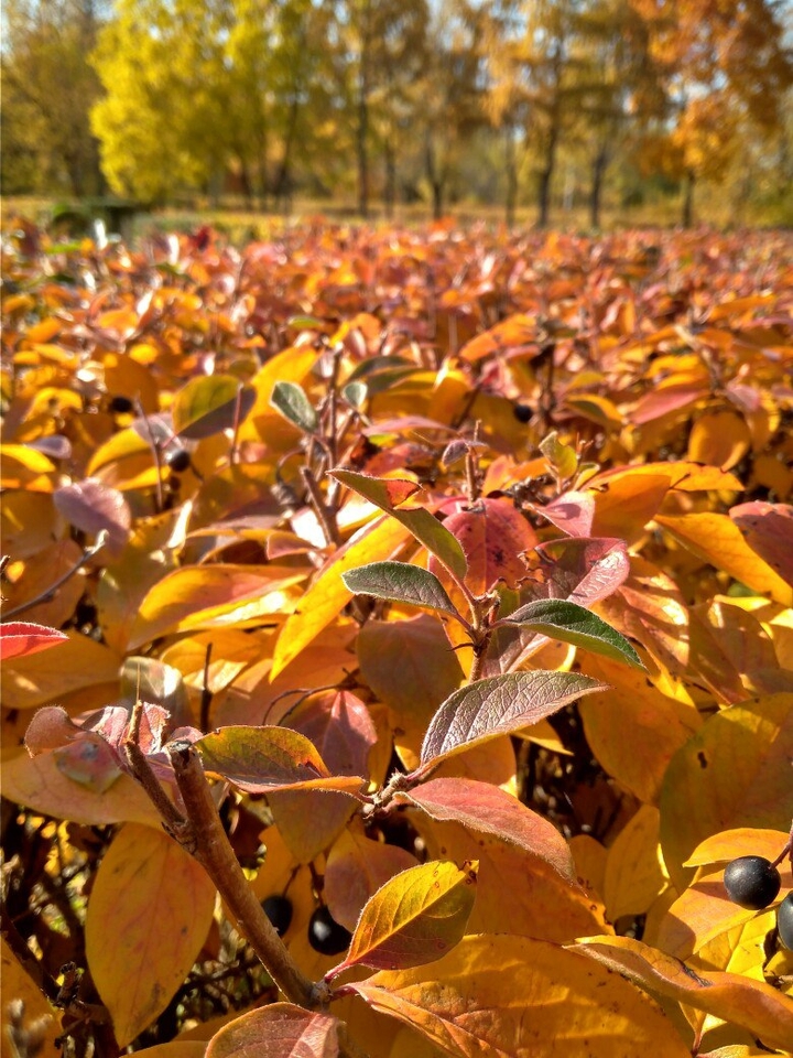 autumn