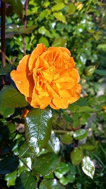 orange rose