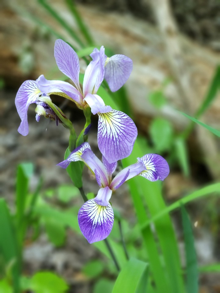 purple iris flower