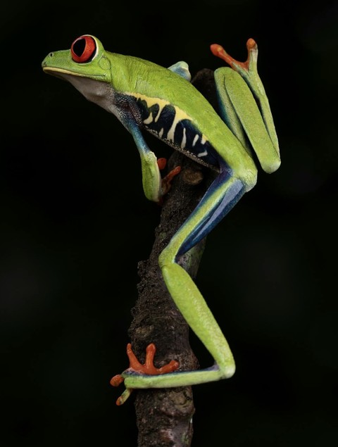Yellow, agalychnis Hintergrundbilder